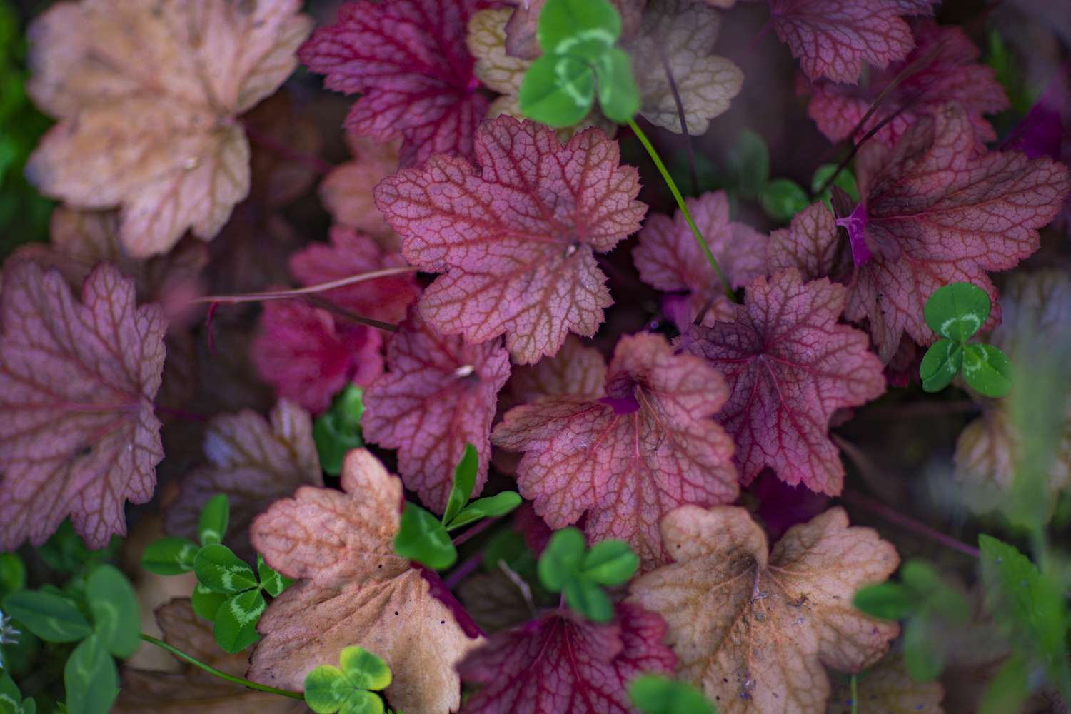close-up of maroon and green leaves