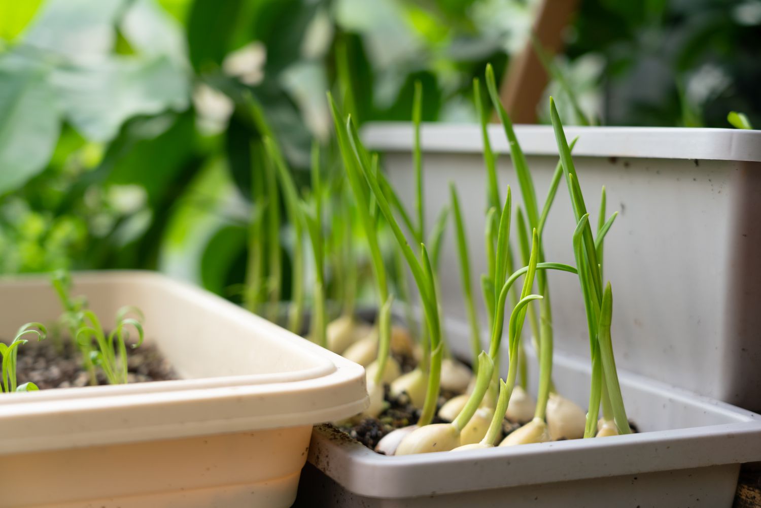Garlic growing in pots