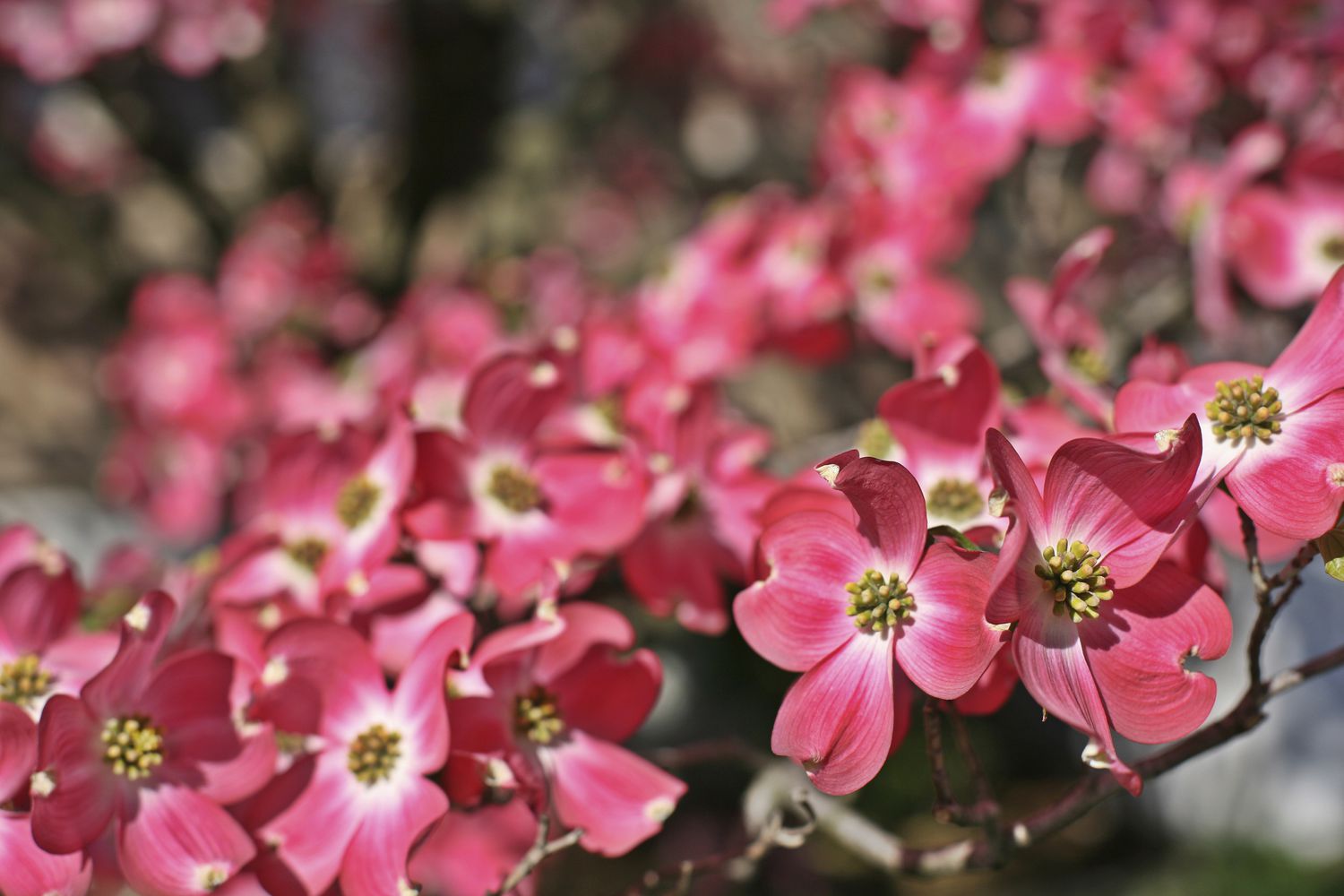Flowering dogwood tree with red flowers.