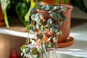 A potted string of hearts plant placed on a surface indoors showing cascading vines