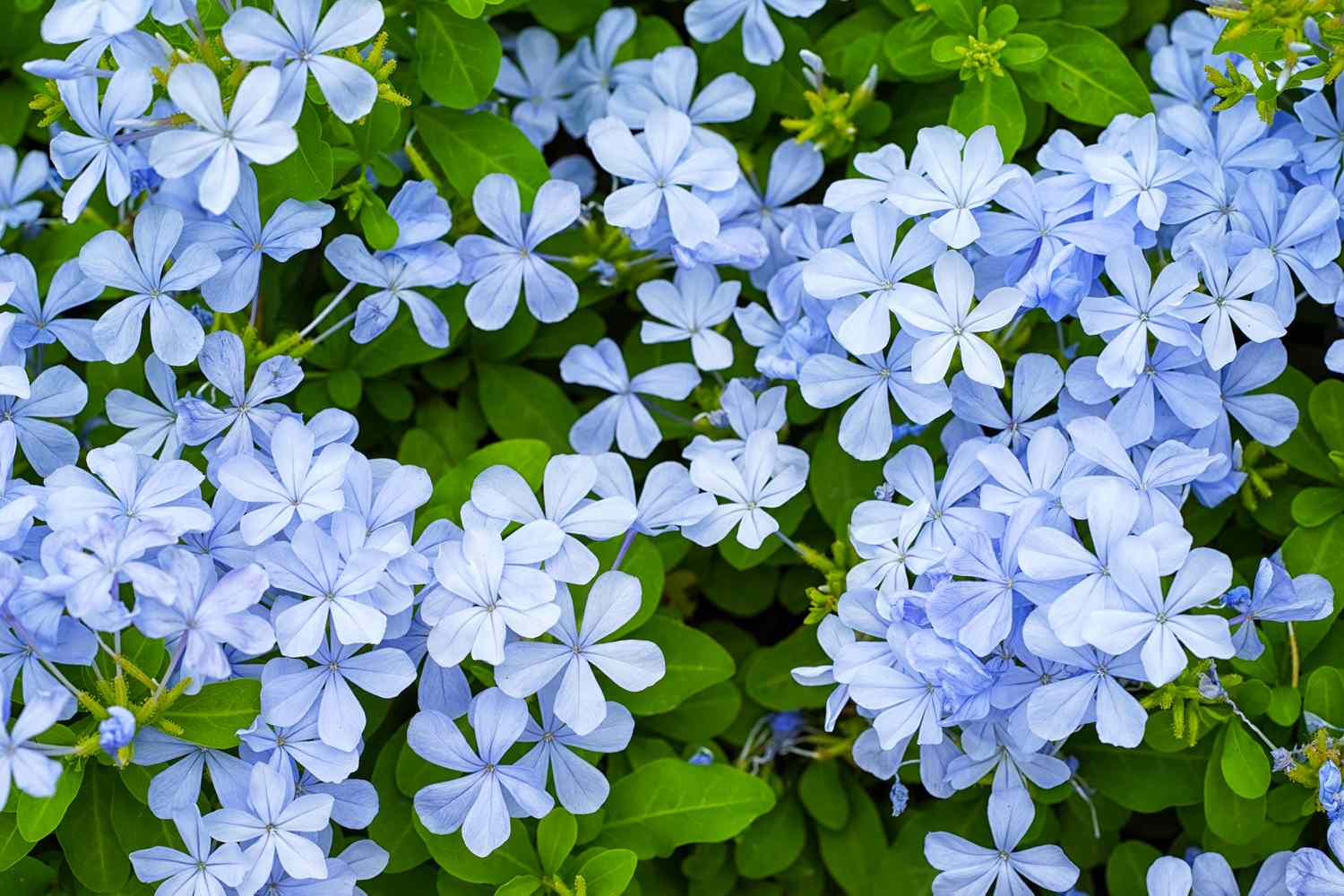 dwarf plumbago flowers