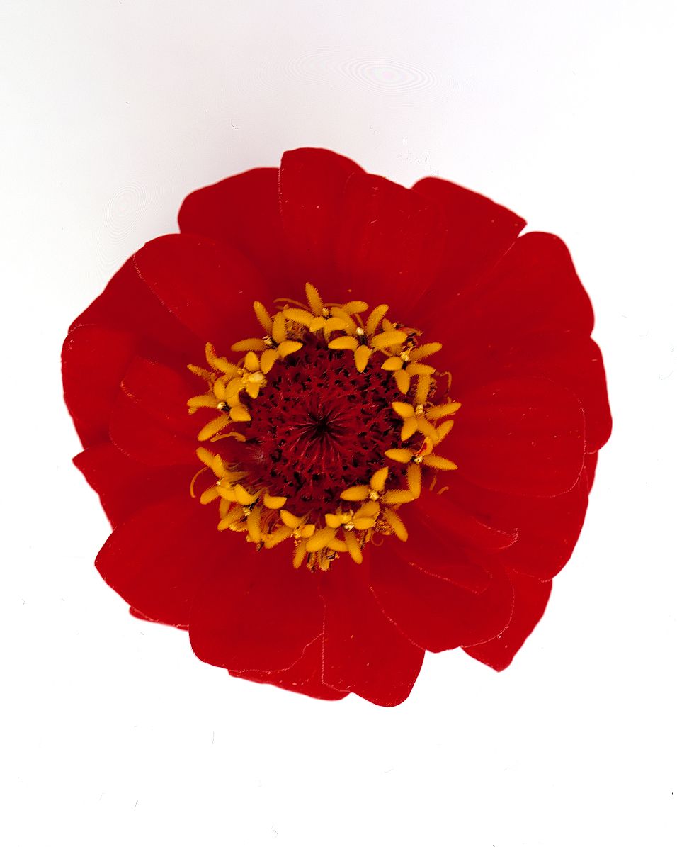 flower-glossary-zinnia-red-a98432-0415.jpg
