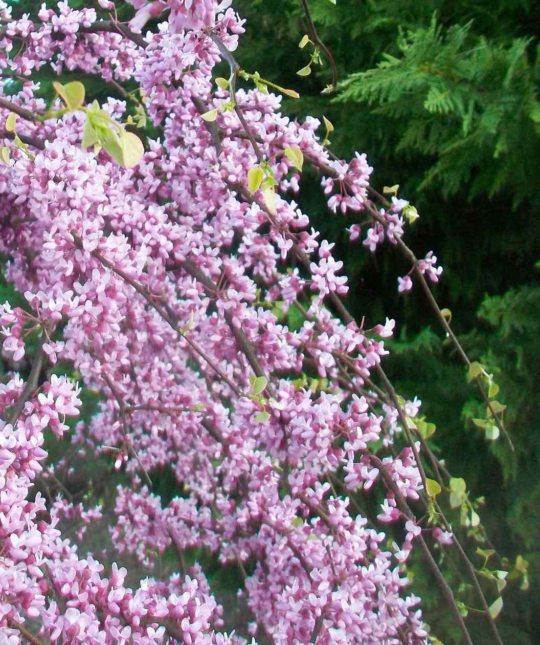 Pink heartbreaker weeping redbud tree