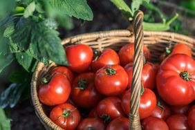 Harvest of tomatoes in the basket outdoors