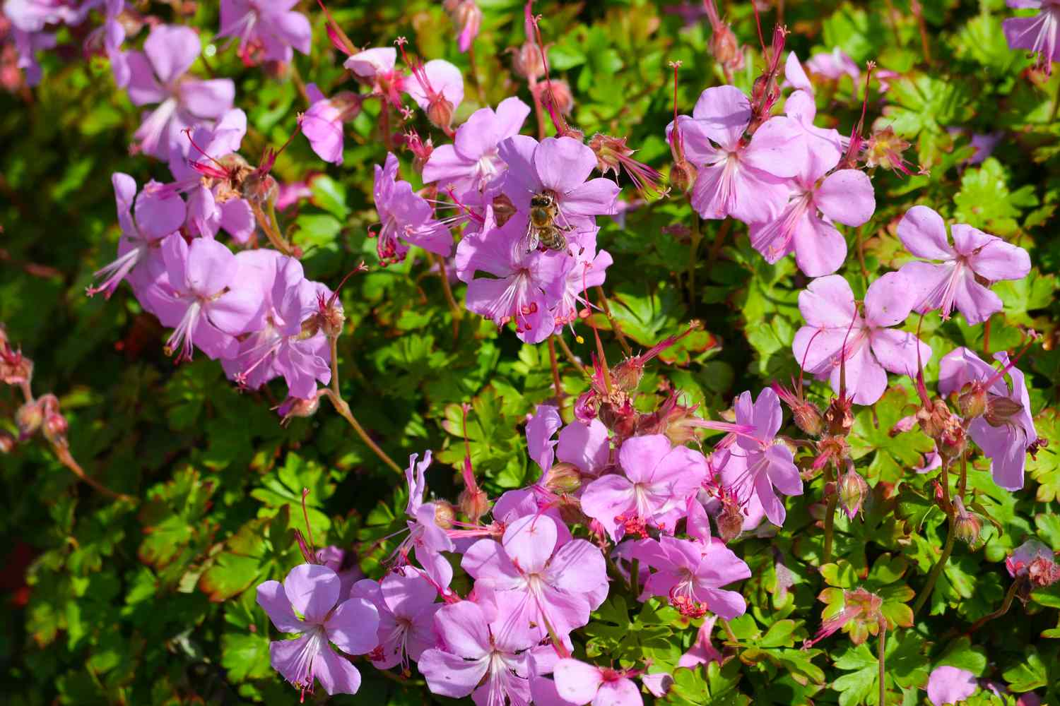 Geranium x Cantabrigense