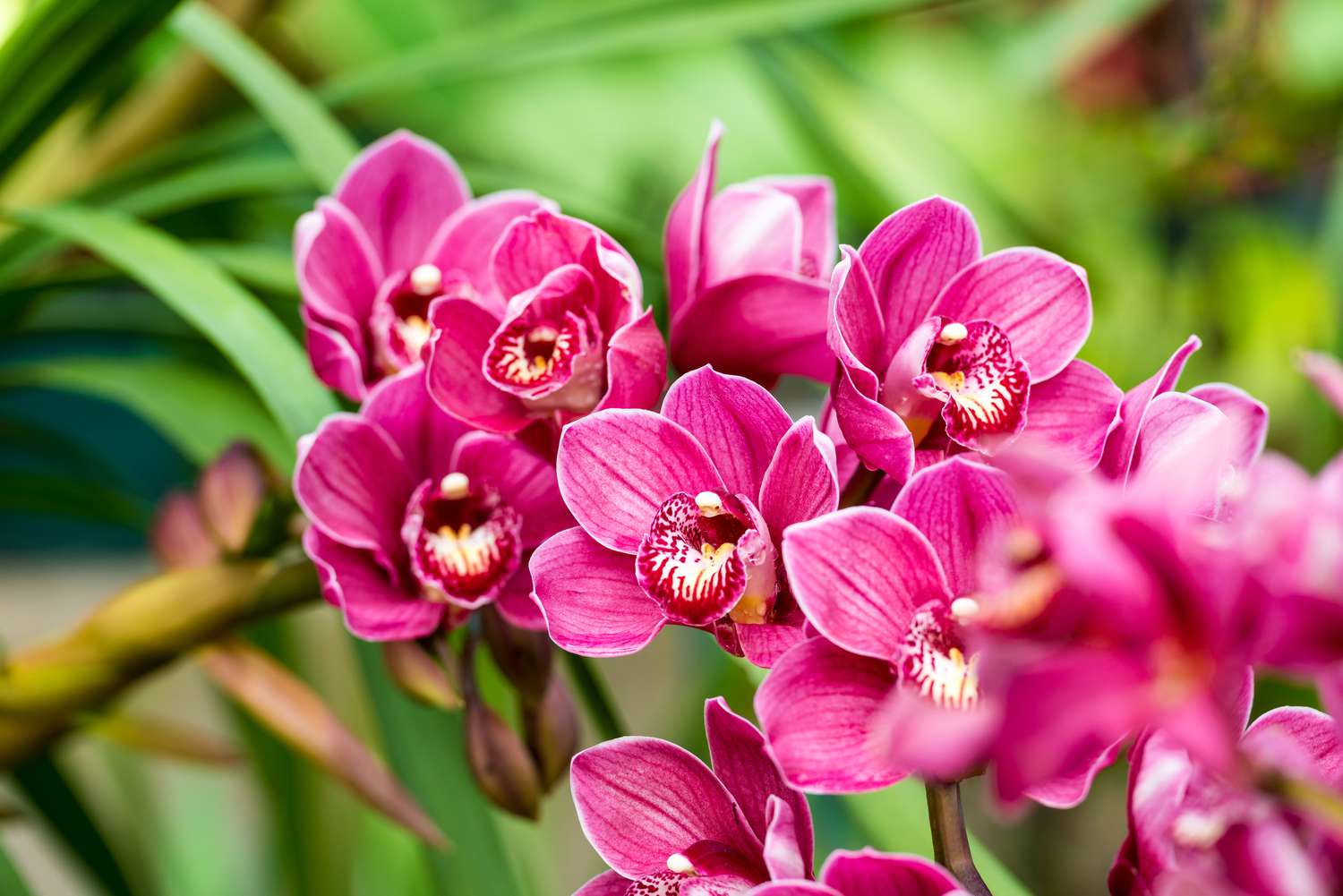 Pink cymbidium orchid