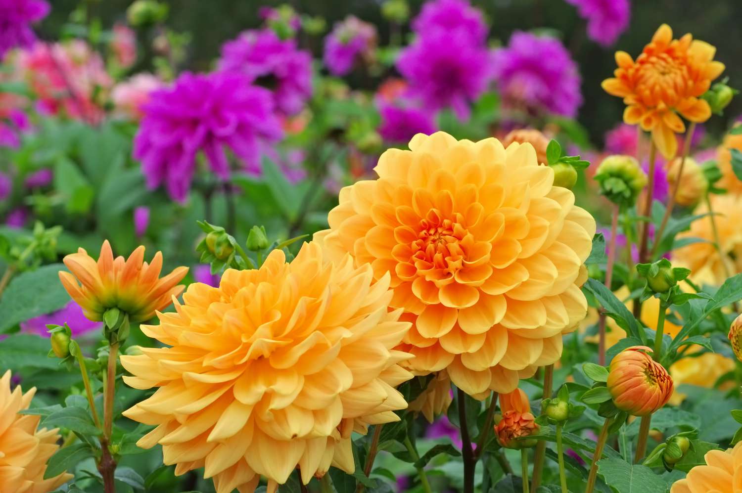 Dahlias in garden