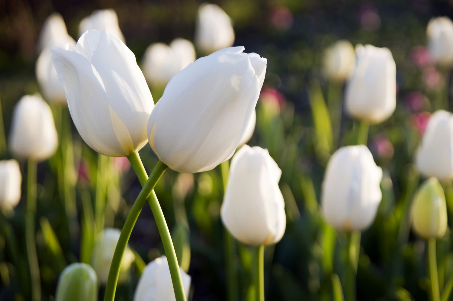 White single early tulips in a garden