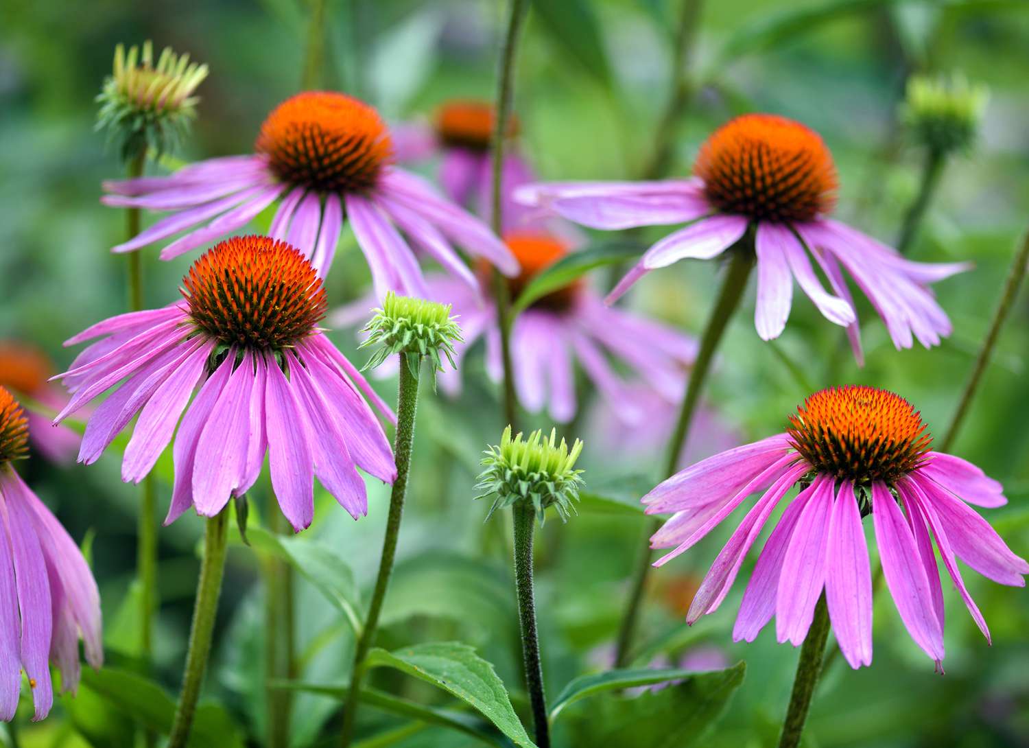 multiple purple coneflowers in a garden