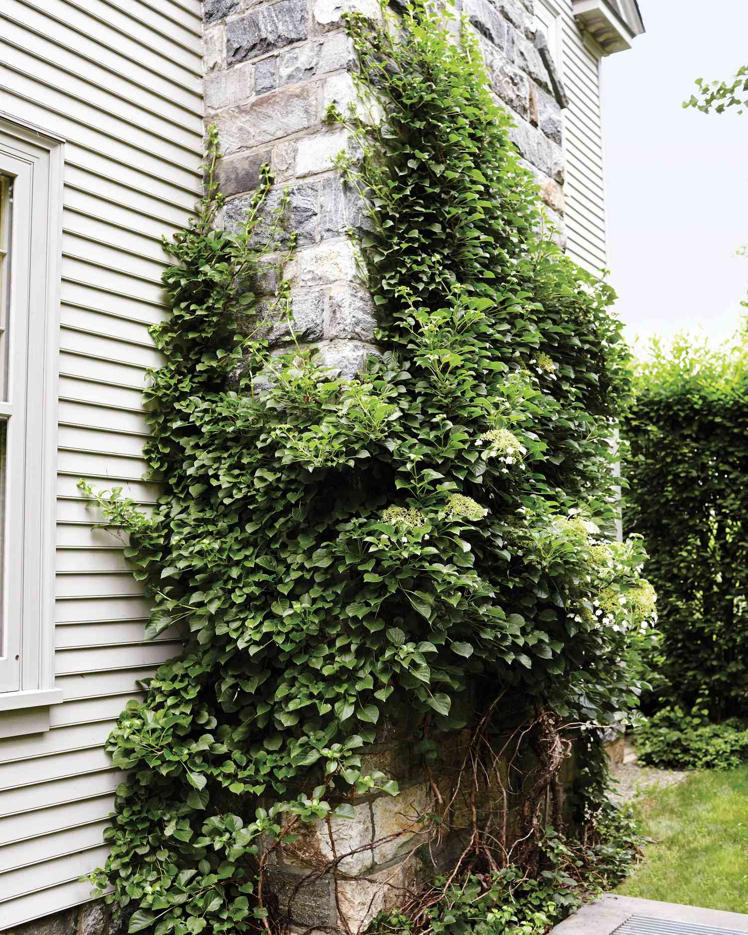 garden-climbing-hydrangea-721-d112273.jpg