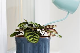 A watering can pouring water on a potted prayer plant