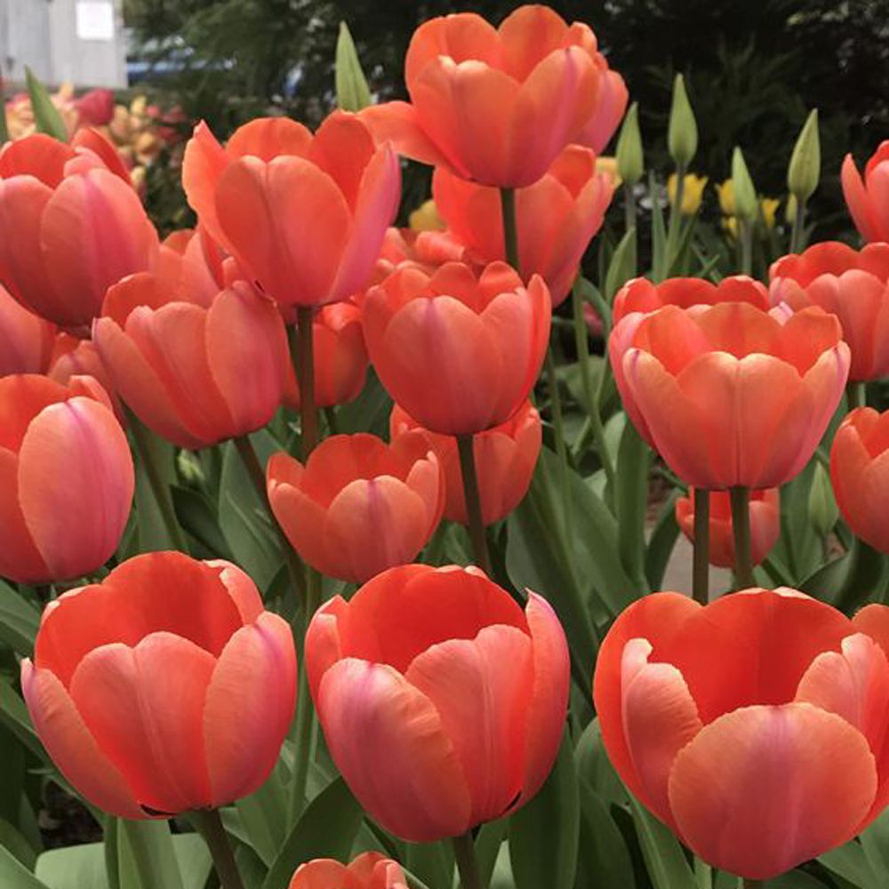 Tulip bulbs from Van Engelen