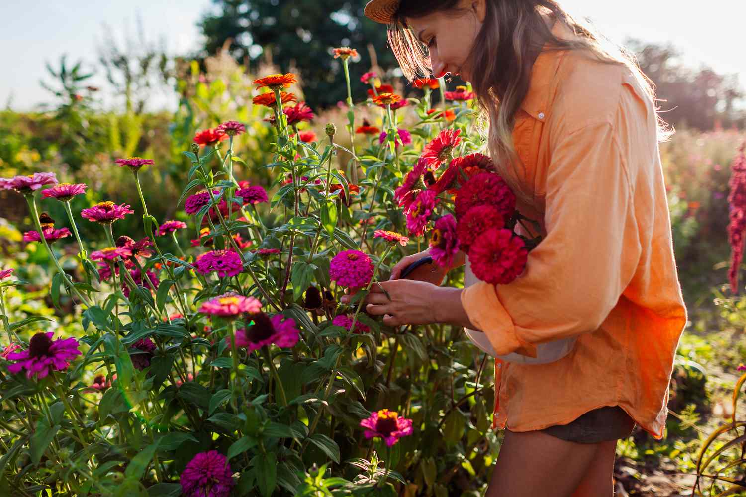 Person harvesting flowers in a garden, holding a bouquet
