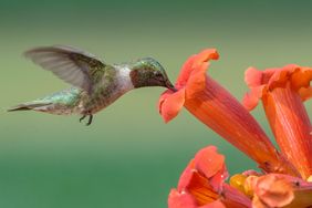 hummingbird and orange trumpet flower