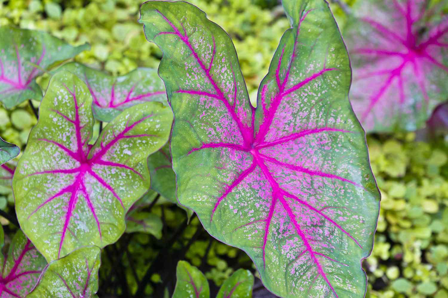Caladium