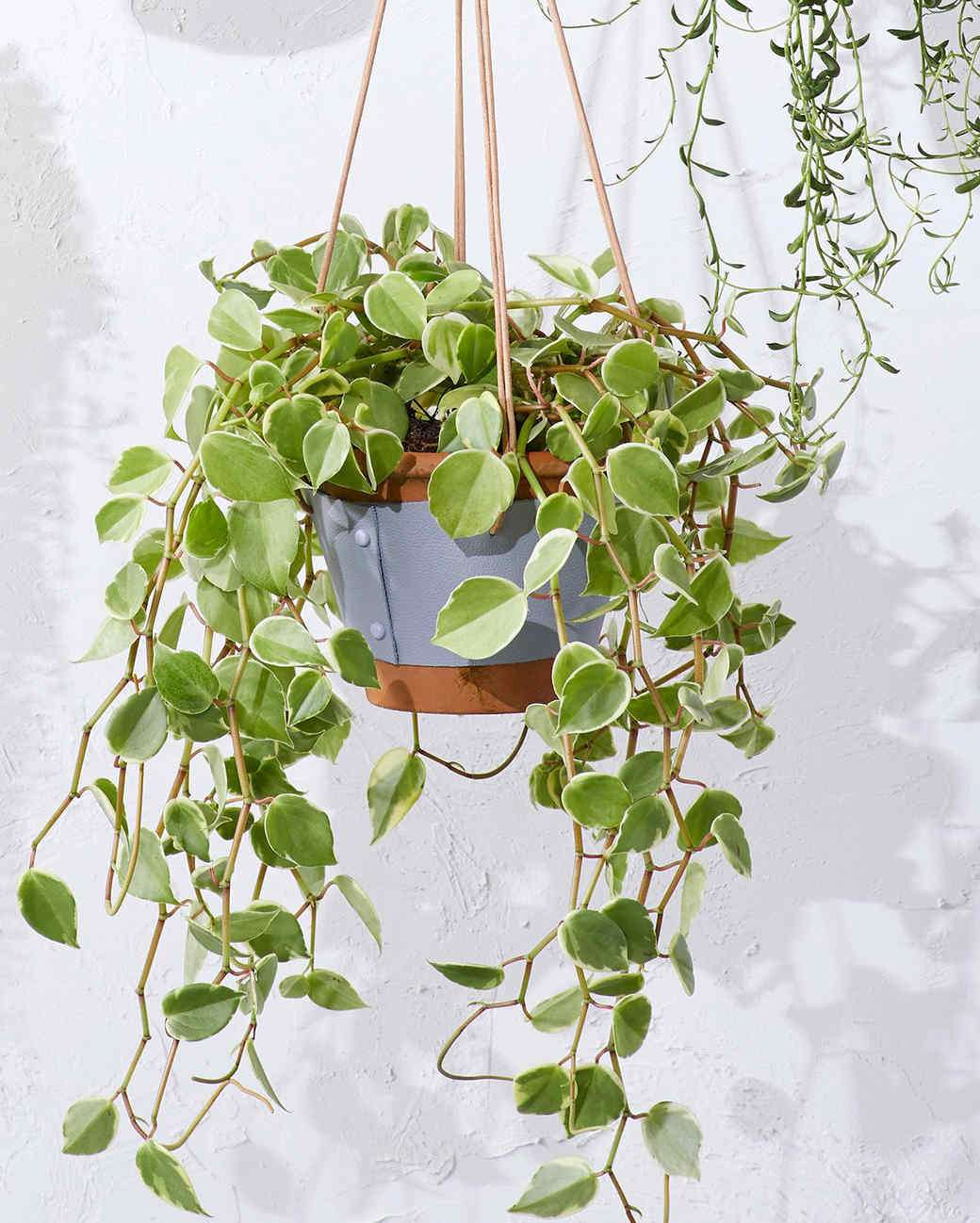 wrapped leather plant hanger