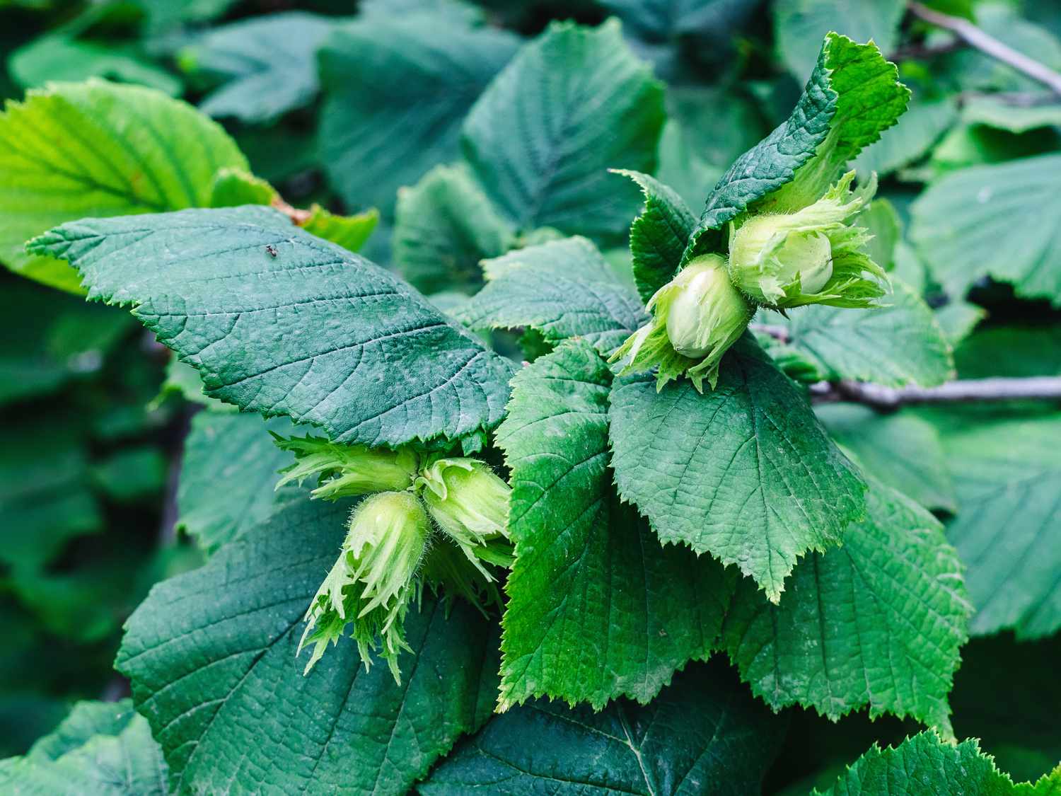 unripe fruits of hazel on a branch - green hazelnuts