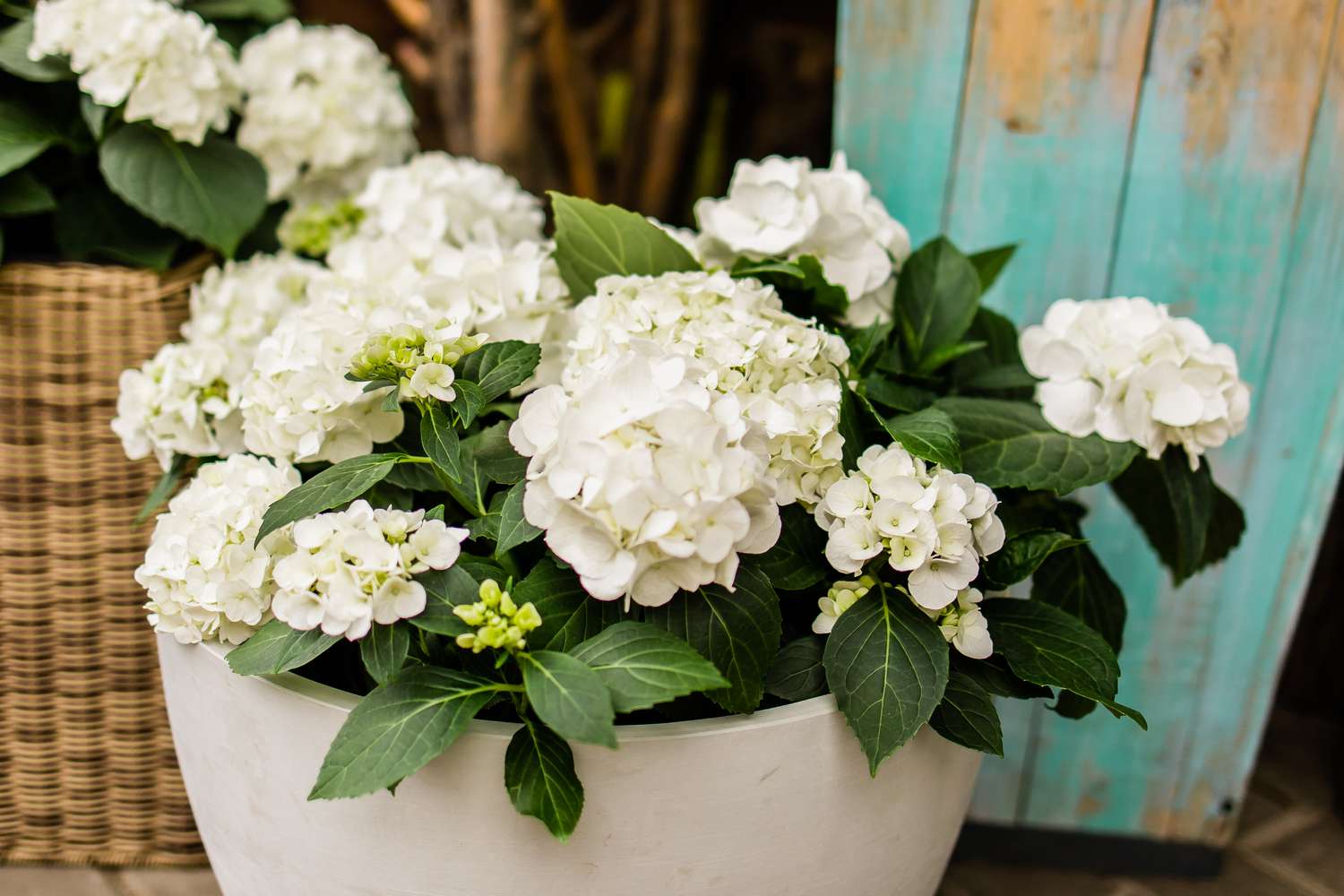 A potted arrangement of hydrangeas with green leaves