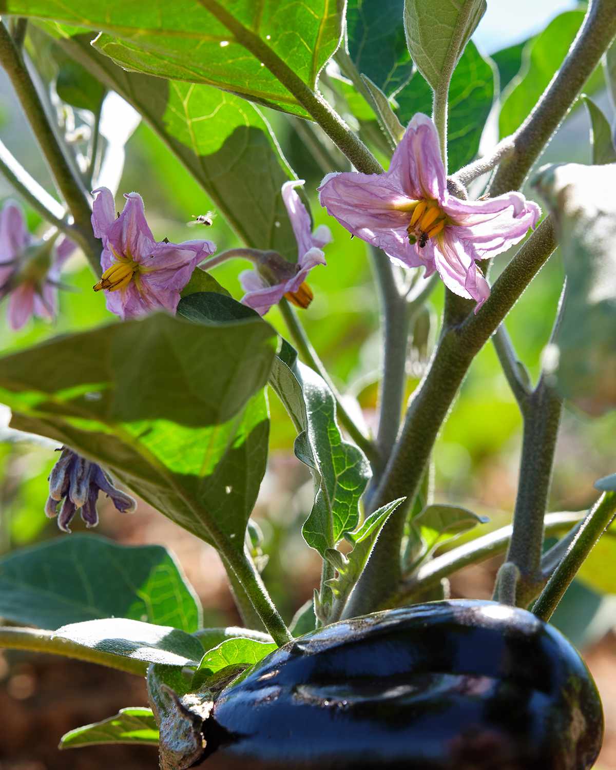 purple eggplant and flowers