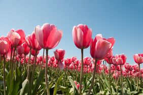 A field with numerous tulips in bloom under a clear sky