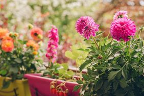 Potted flowering plants arranged outdoors vibrant blooms in planters