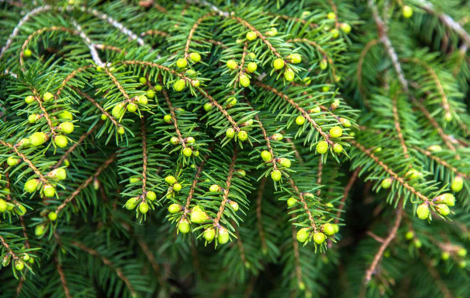 New Growth on an Evergreen Yew Bush