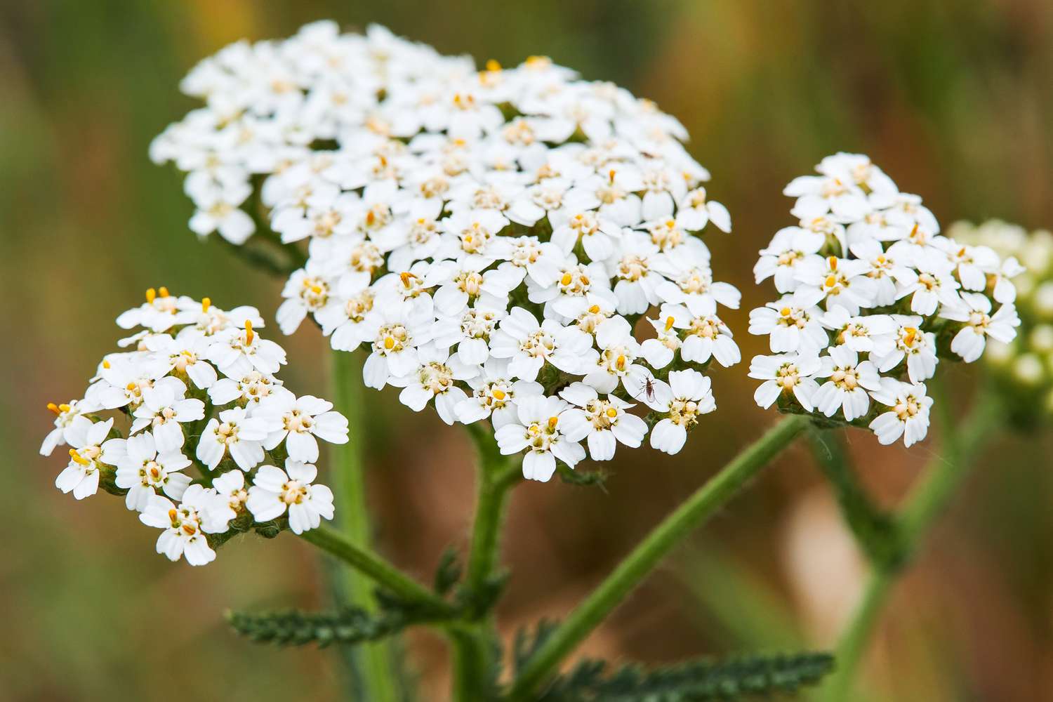 Yarrow plant