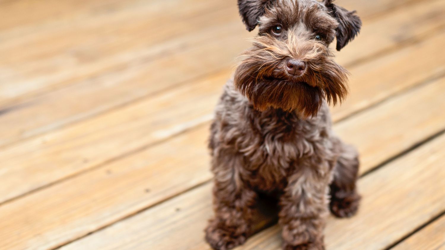 Mini Schnauzer on wooden deck