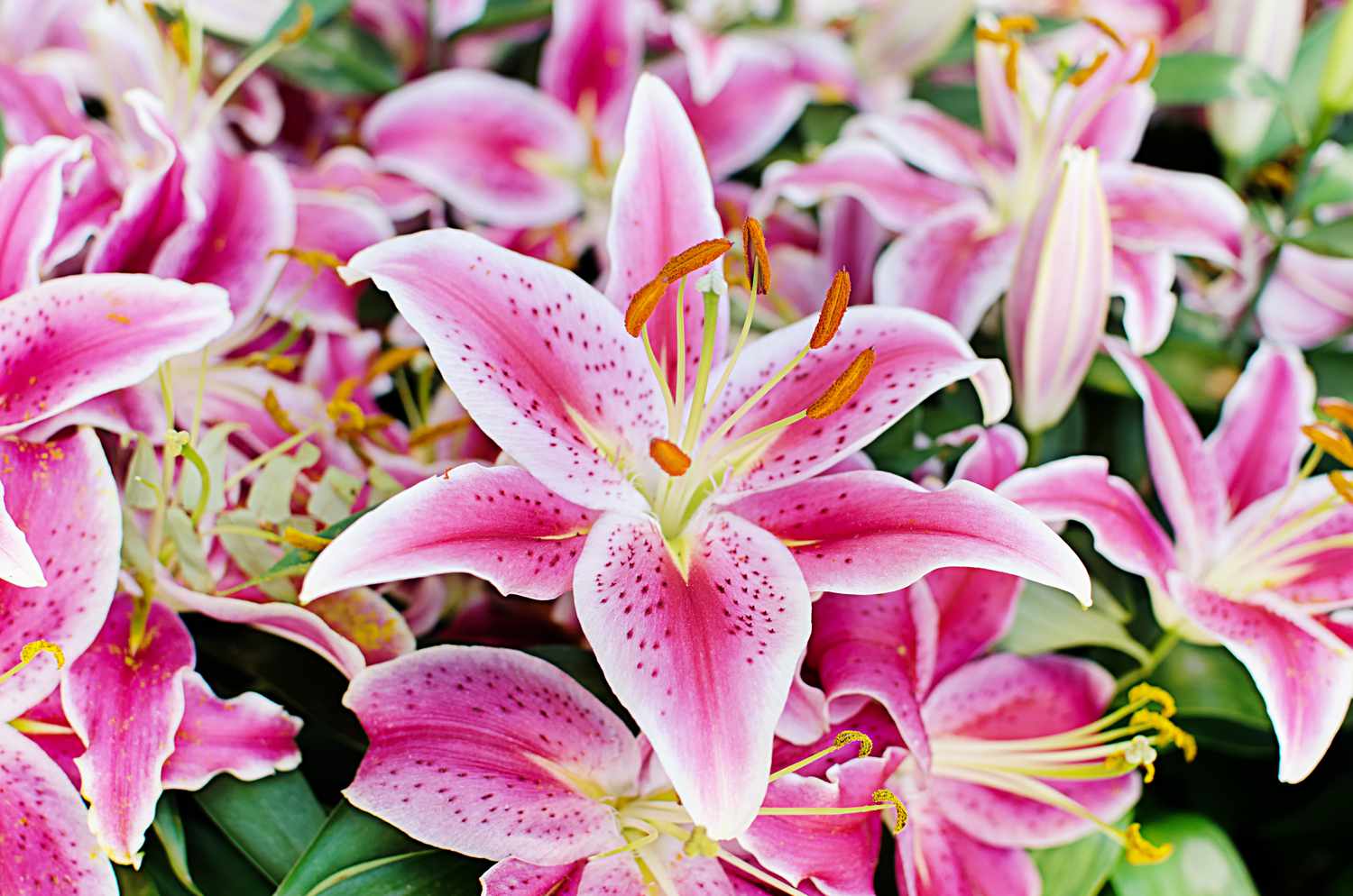 Pink Lily flowers
