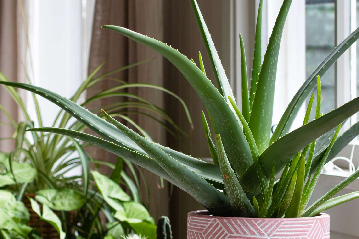 aloe vera plants on window sill