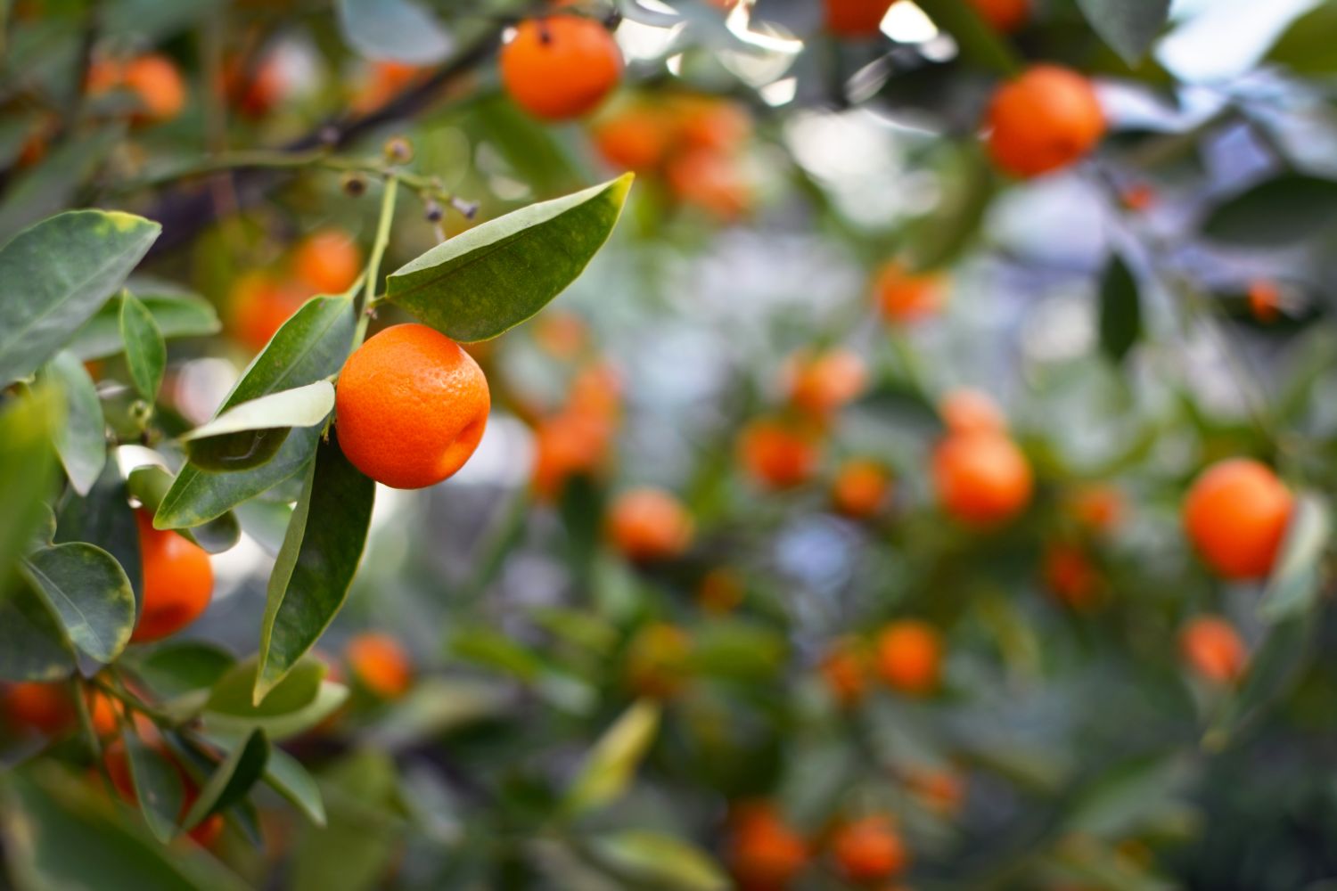 Branches with small orange fruits hanging from them