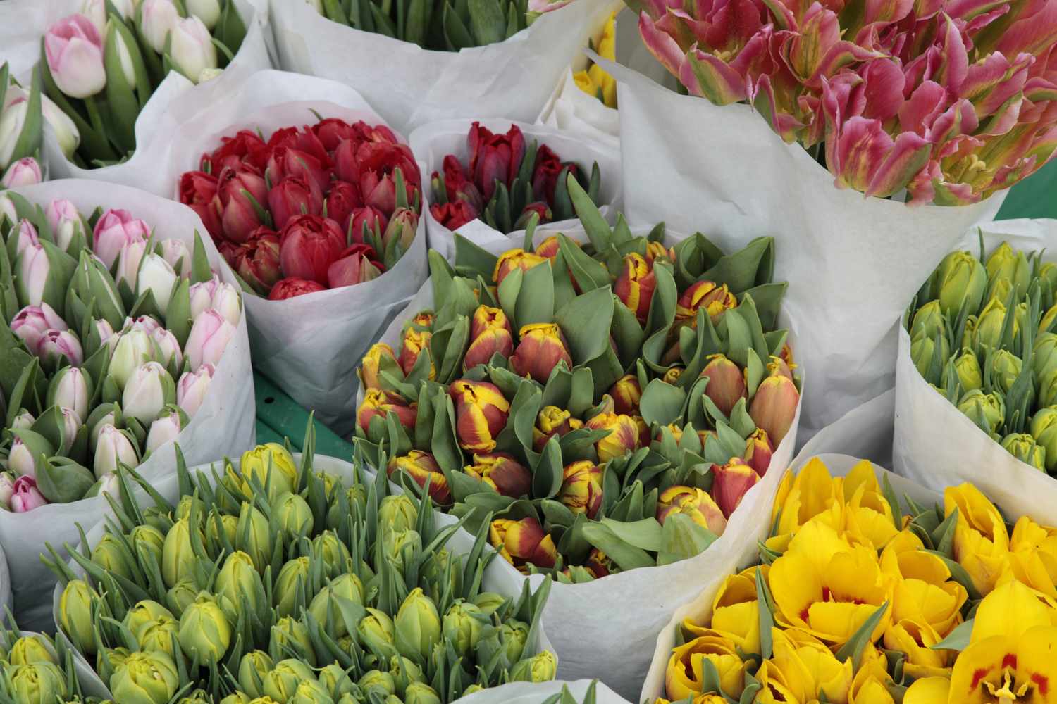 Assorted tulip bouquets arranged in wrapping paper