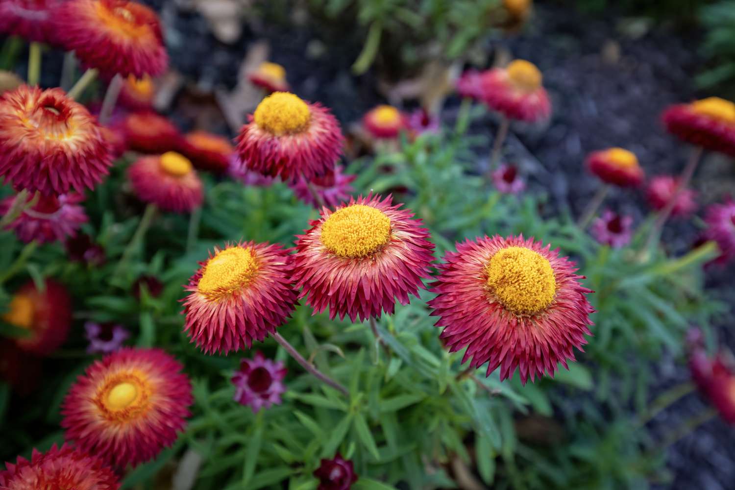 A patch of red strawflowers