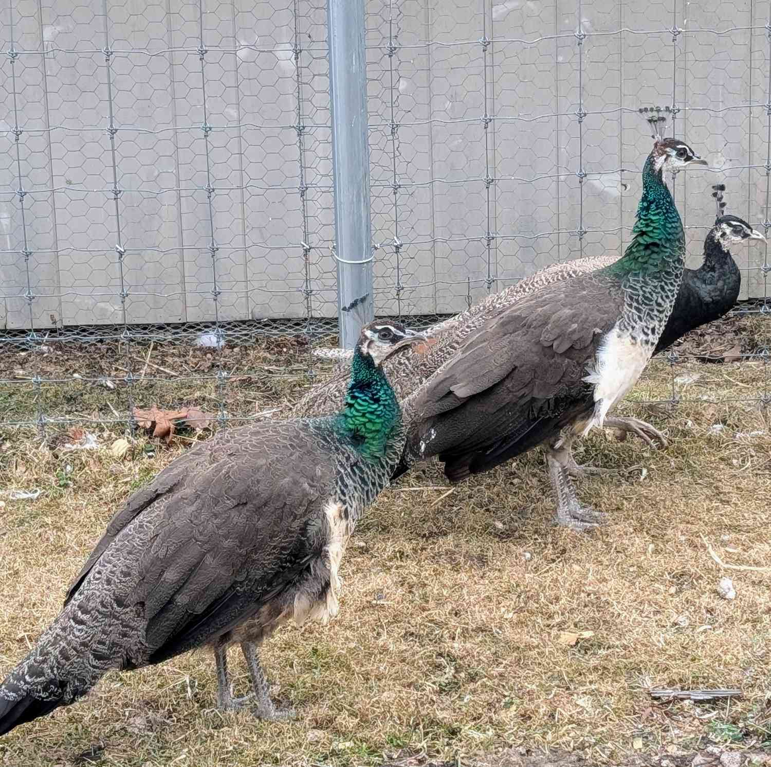peahens