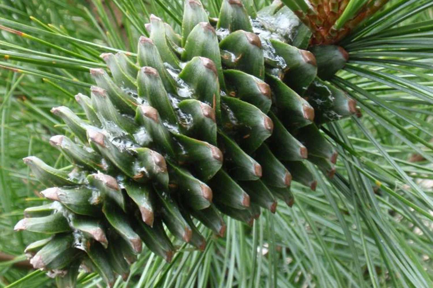 A closeup view of a pine cone attached to a pine branch with needles surrounding it