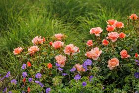 A vibrant garden with blooming roses and other flowers surrounded by greenery