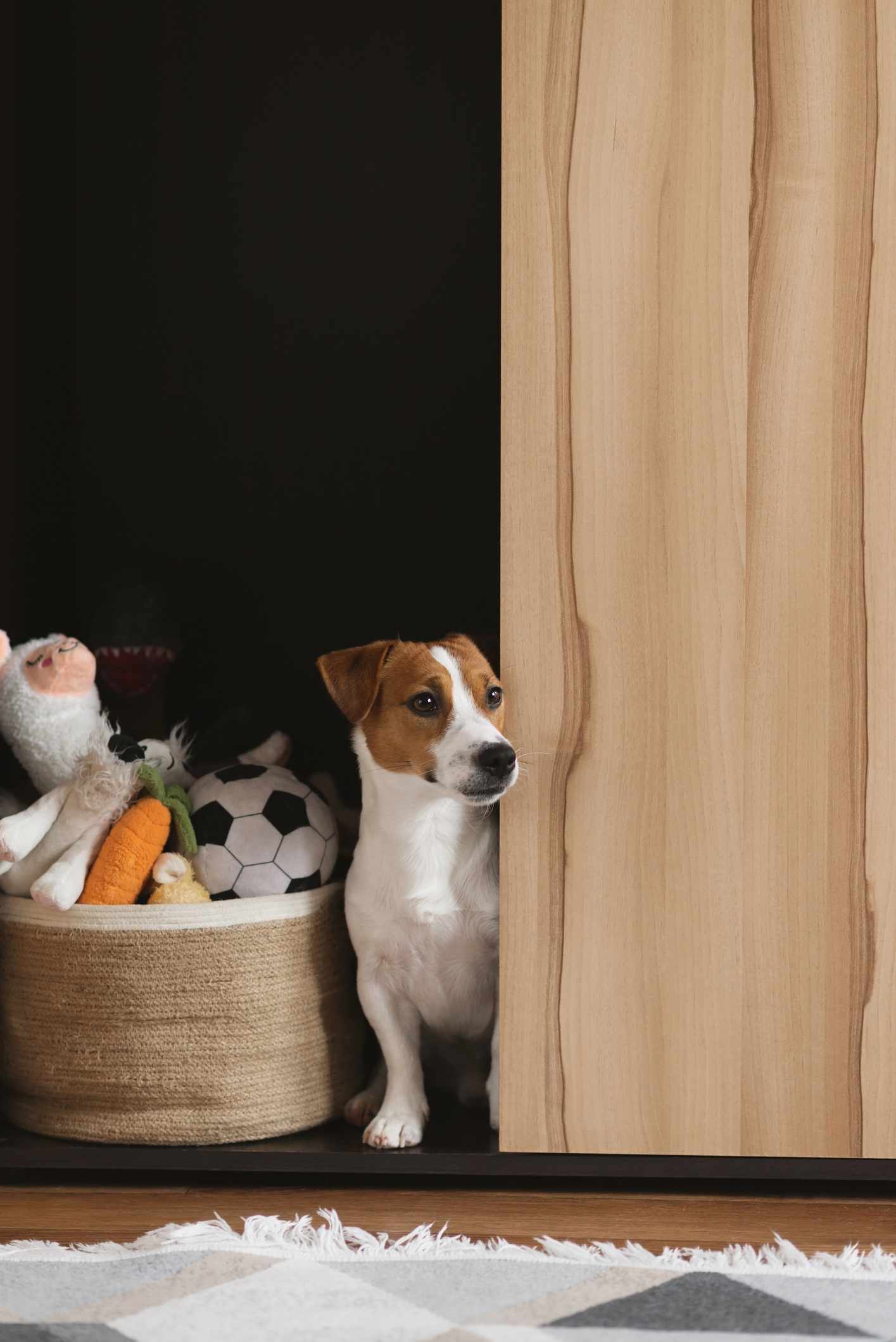dog with basket of dog toys