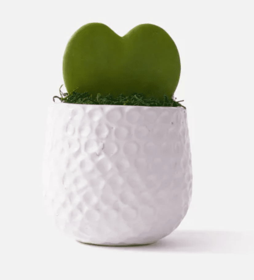 heart-shaped hoya plant