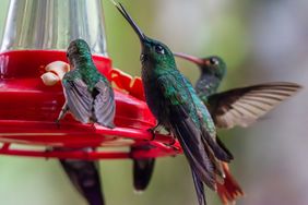 Hummingbirds feeding at a red bird feeder with multiple birds in action