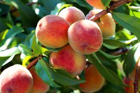 Peaches on a branch among leaves