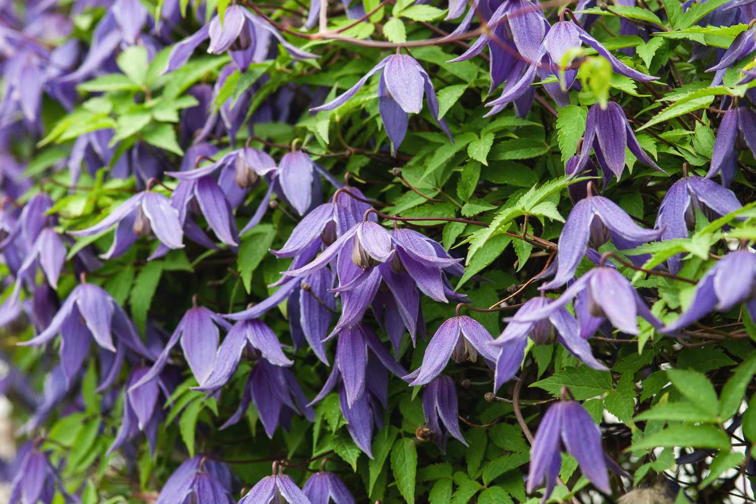A wall of purple flowers with green leaves