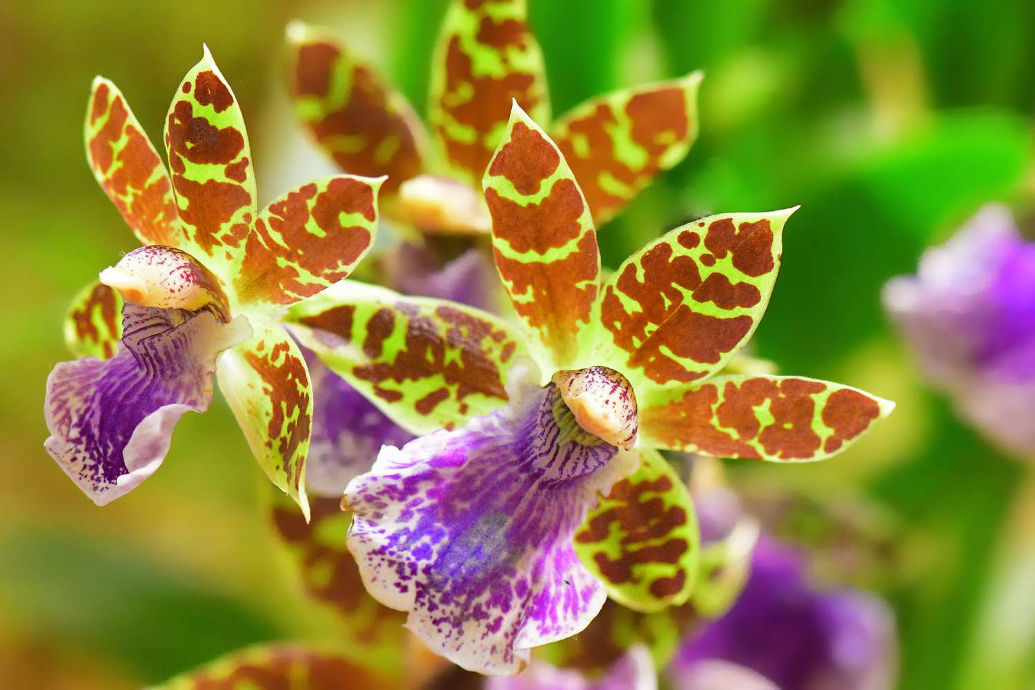 Multicolored zygopetalum orchid