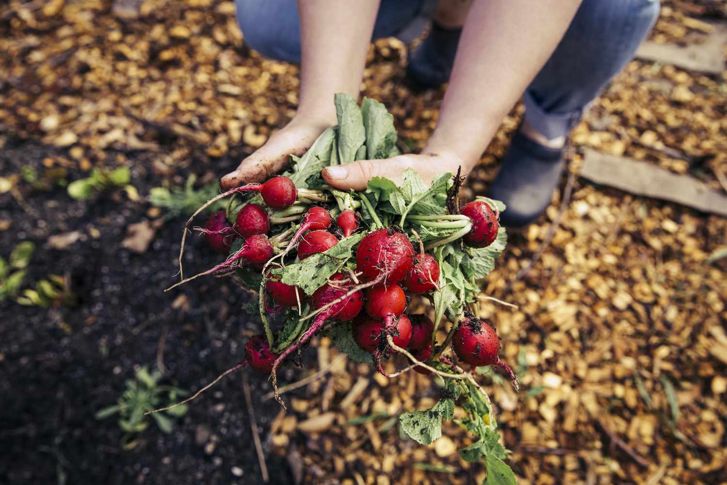 Radishes from garden