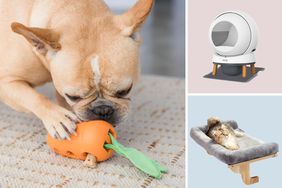 Dog chewing a toy, a cat in a bed, and an automatic pet cleaning device