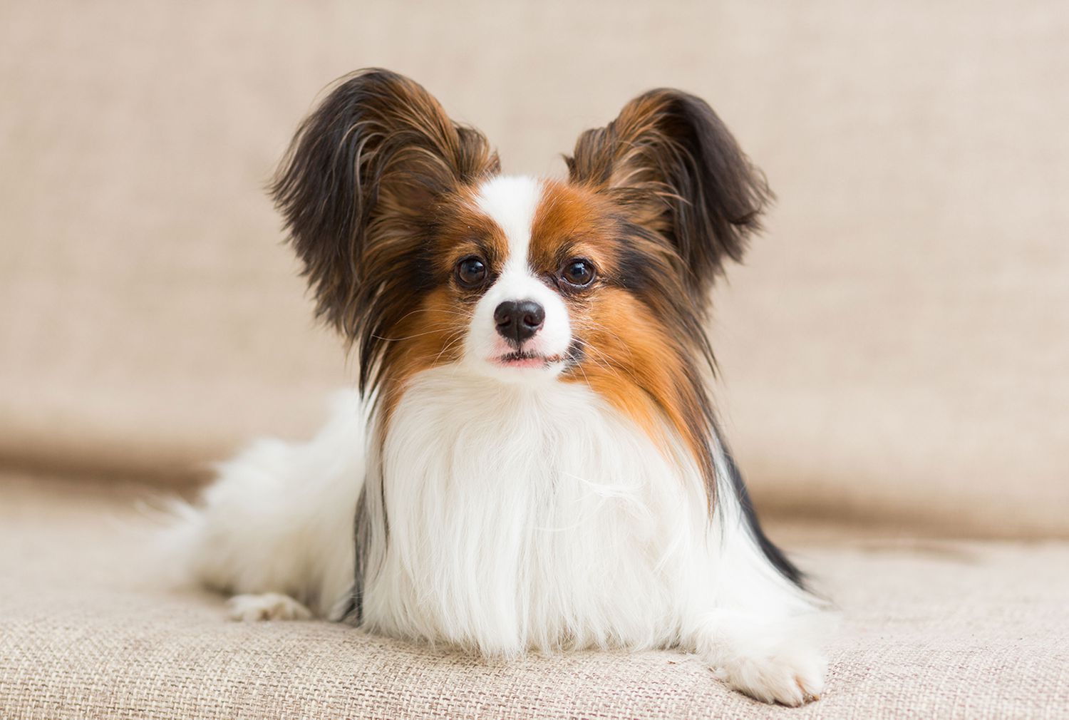 Papillon dog on couch