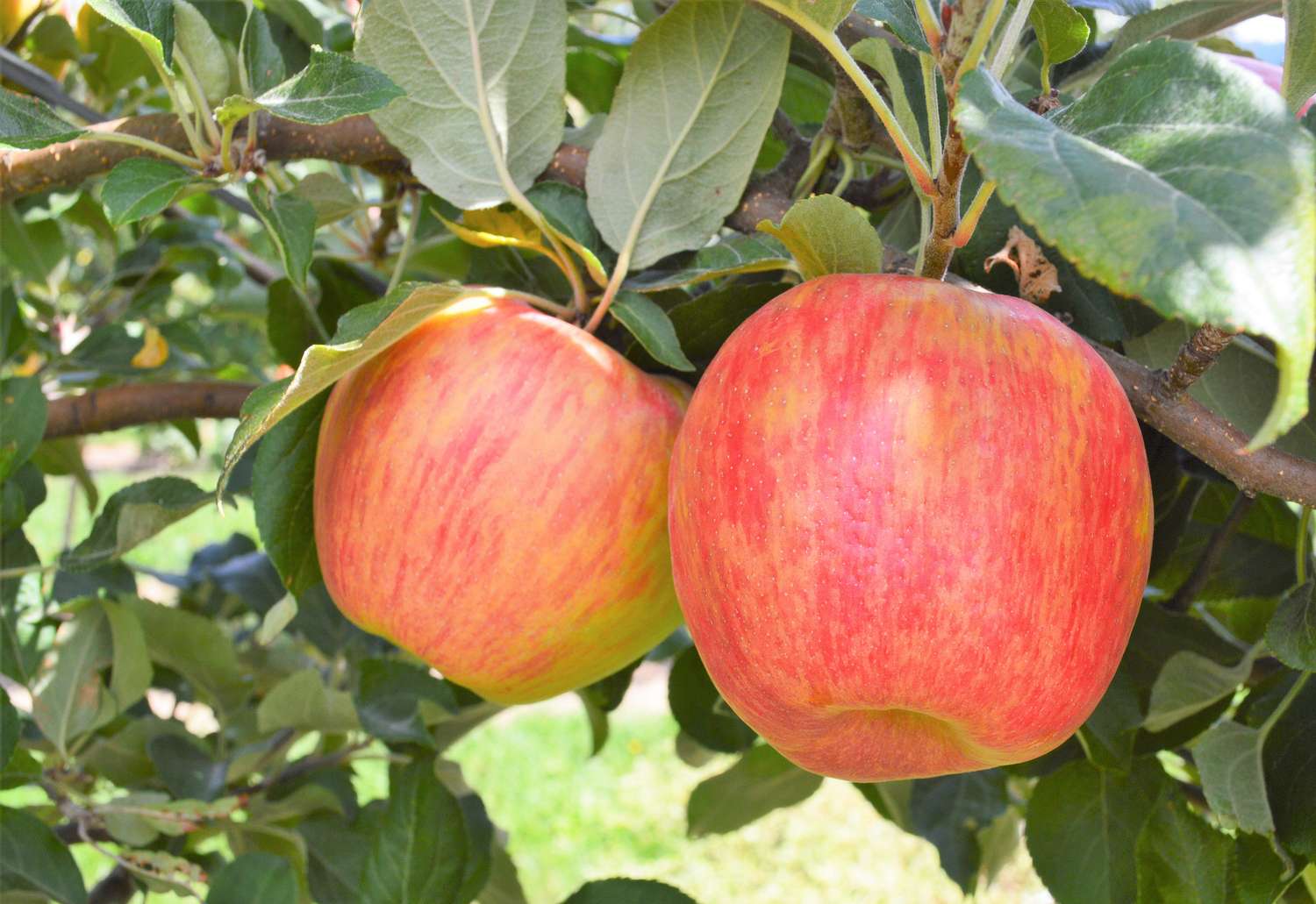 Two apples hanging on a branch among green leaves outdoors