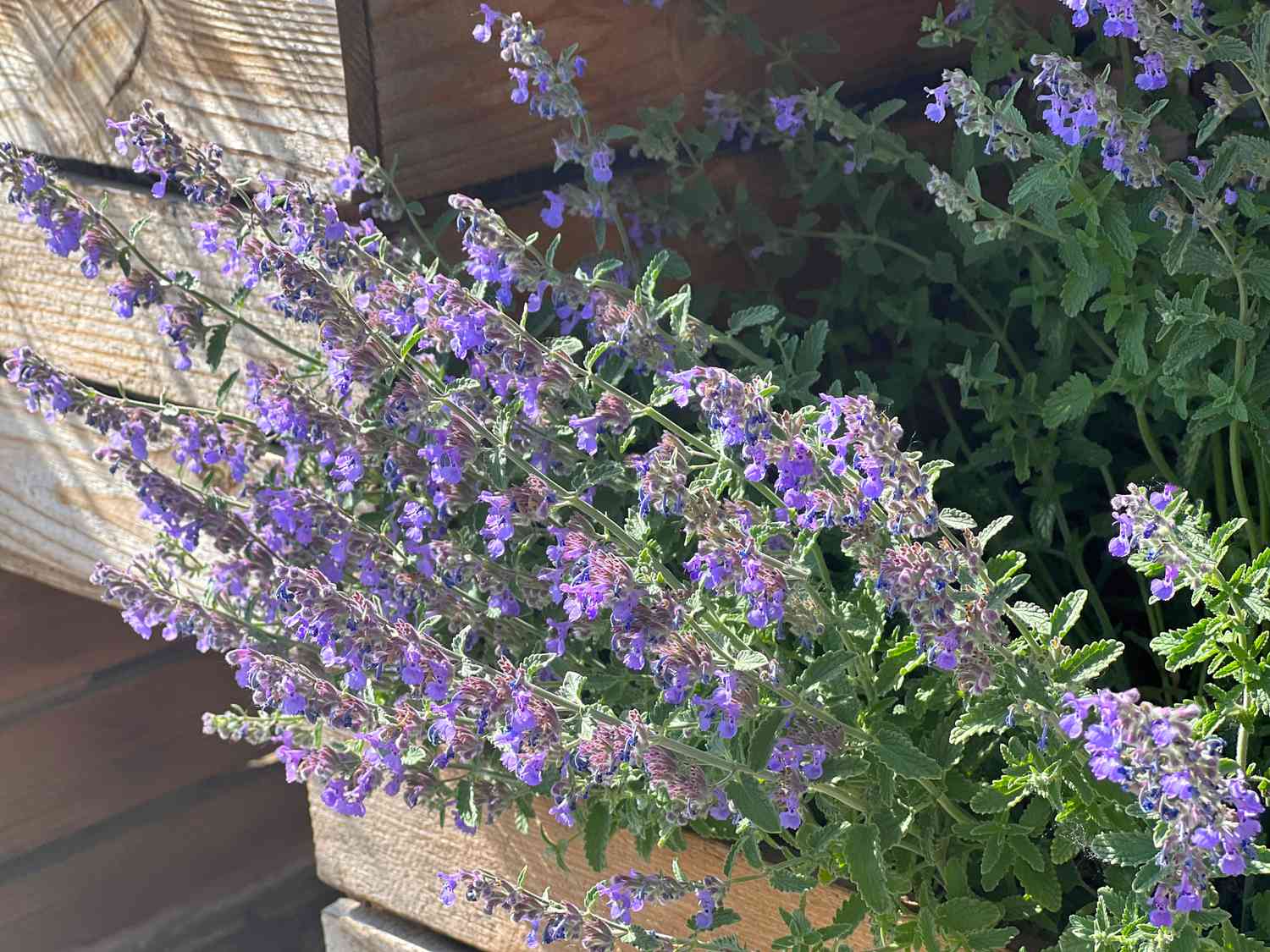 Purple flowering plant in a container outdoors
