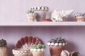shell flowerpots on purple shells