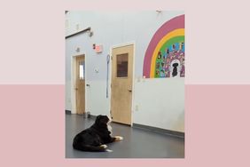 Dog looking at rainbow bridge photos
