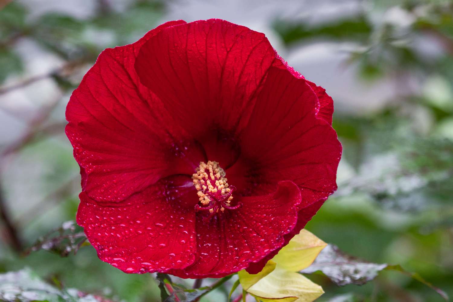 Rose Mallow Holy Grail Hibiscus